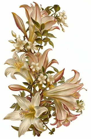 vintage-flowers-white-orchids